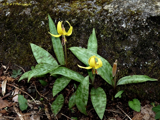 {Erythronium umbilicatum}